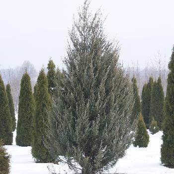 Можжевельник скальный Juniperus scopulorum 'Skyrocket'